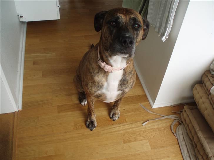 Blanding af racer Nuggi billede 1