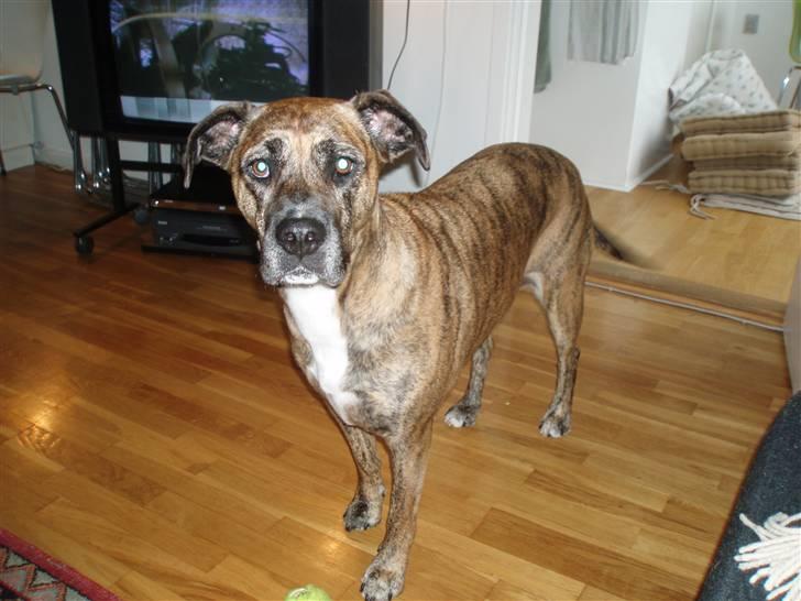 Blanding af racer Nuggi billede 2