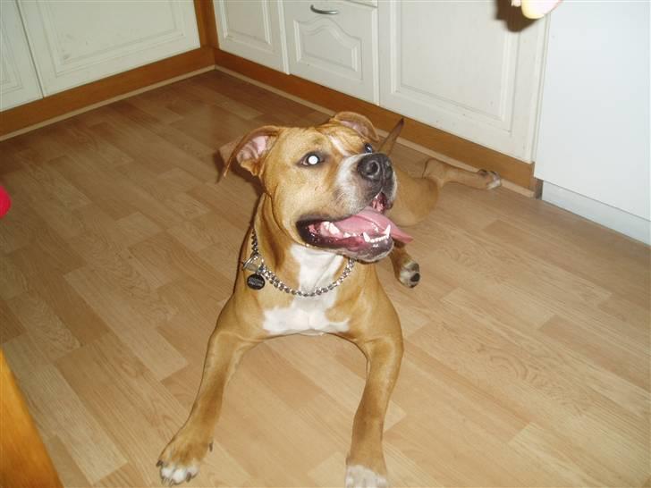 Amerikansk staffordshire terrier Charlie - Så ser man sådan her ud når man er træt.. billede 9