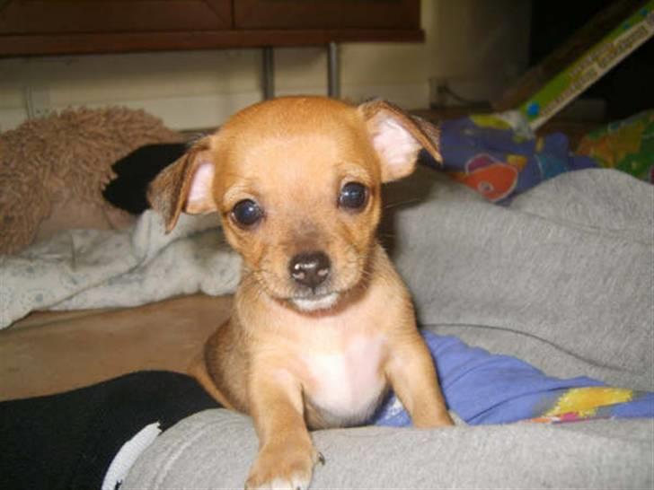 Chihuahua Lucky Luka billede 17