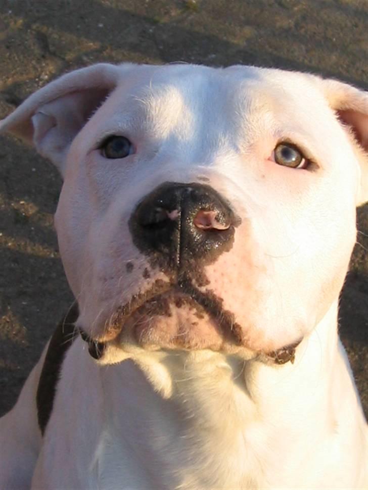 Amerikansk staffordshire terrier Mickey *My Baby**RIP* - Se lige mine flotte øjne !  billede 1