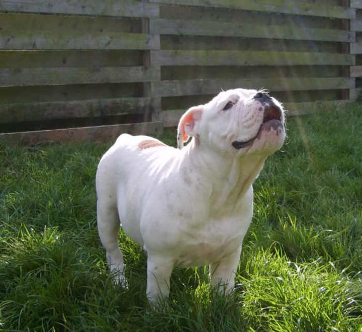 Olde english bulldogge Celest R.I.P billede 16
