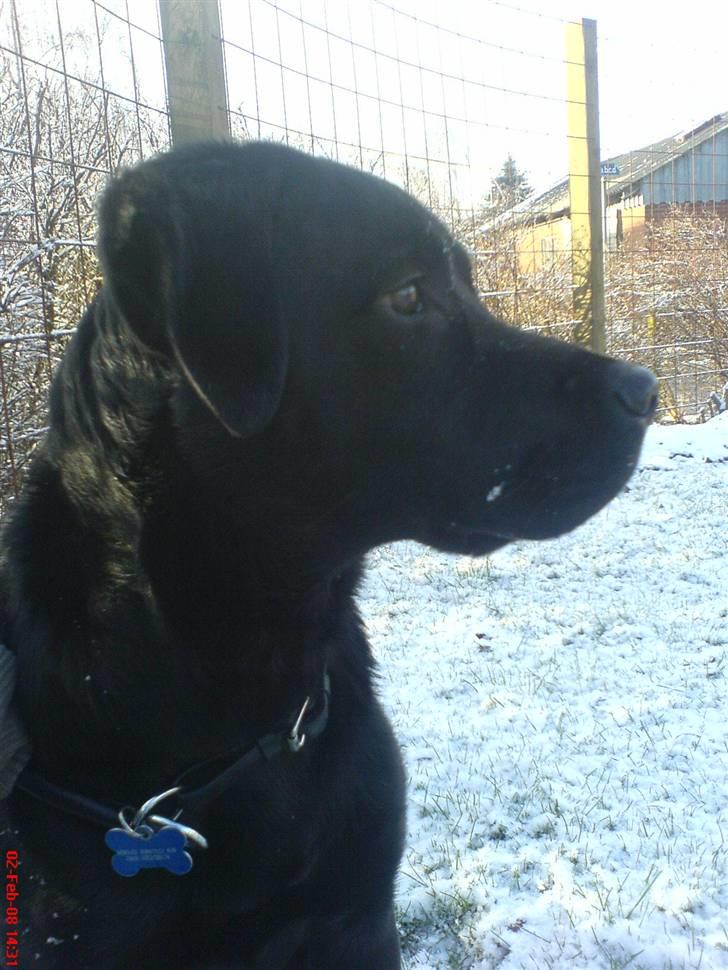 Blanding af racer Labrador/Rottweiler Calle - Calle på trassen tagert d.24/9-07 billede 1