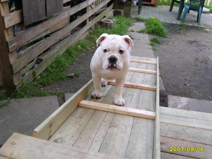 Olde english bulldogge Celest R.I.P billede 17