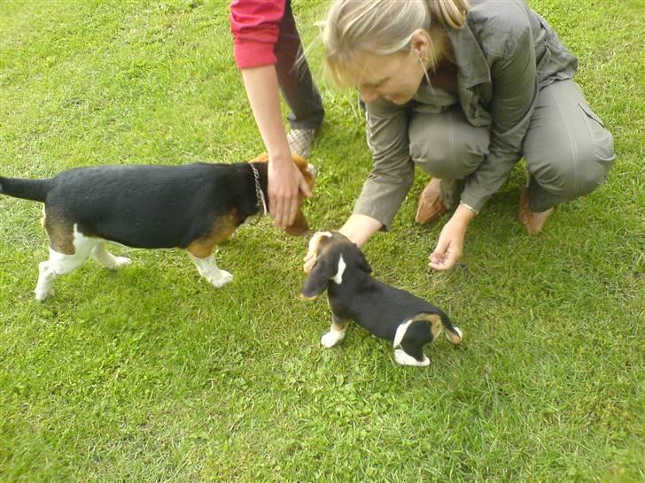 Beagle Bobby - Bobby, og far.. ude ved gården hvor vi hentede ham .. <3 billede 2