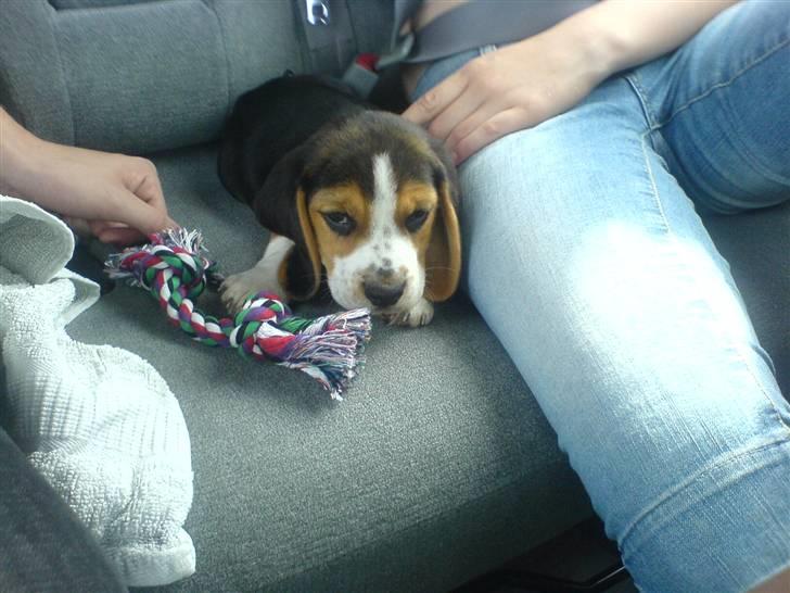 Beagle Bobby - Med snor og det hele billede 4