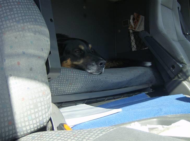 Blanding af racer valde billede 2