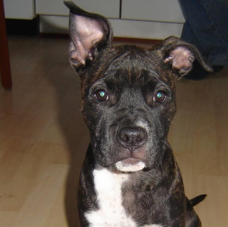 Amerikansk staffordshire terrier Beti billede 15