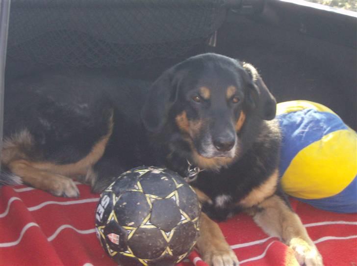 Blanding af racer valde billede 4