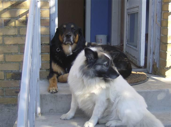 Blanding af racer valde billede 5