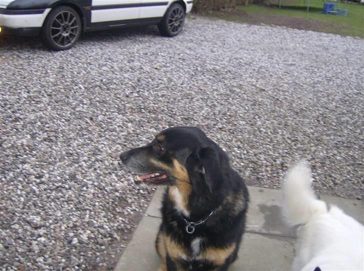 Blanding af racer valde billede 6