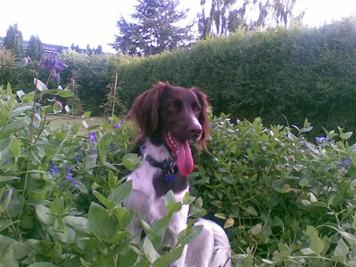 Kleiner münsterländer Simba - Simba i haven! billede 1