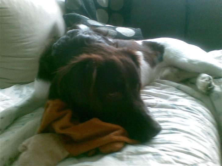 Kleiner münsterländer Simba - Aaaarh...dejligt at ligge og slænge sig om morgenen! billede 2