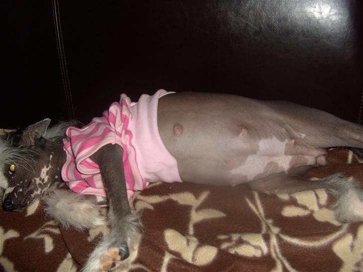 Chinese crested hårløs Dai-sy Star Caprisio - Her er vist fyldt helt op med babyer :De blev født den 11-09-07 billede 4