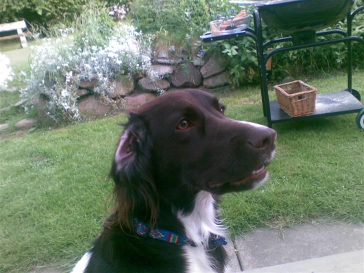 Kleiner münsterländer Simba - Stik mig så den grillpølse! billede 3