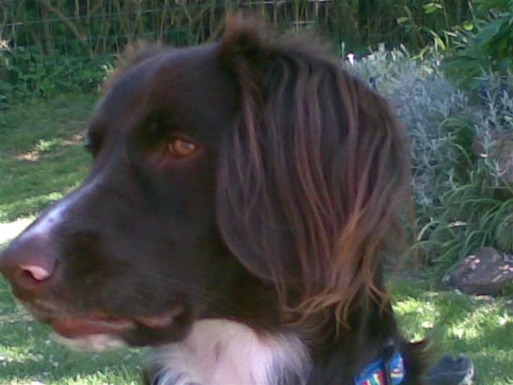 Kleiner münsterländer Simba - Flot fyr! billede 4