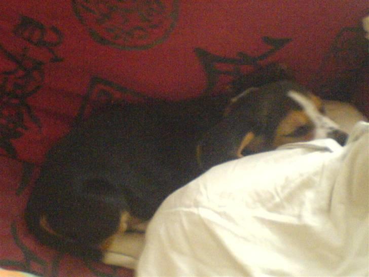 Beagle Bobby - Den lille syvsover <33 billede 5