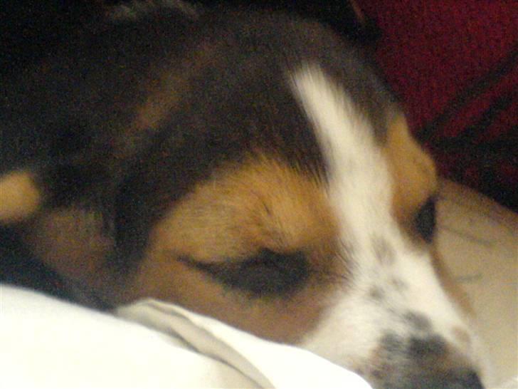 Beagle Bobby - Sove ansiqt :b <3 billede 6