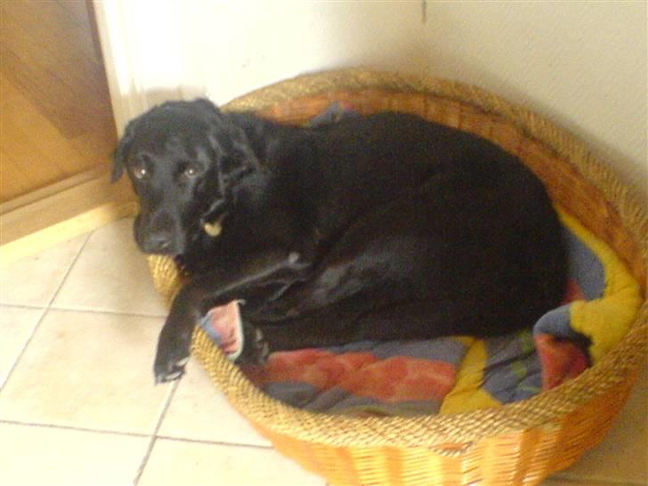 Labrador retriever Silas * R.I.P. * - Det allersidste billed af silas <3 billede 16