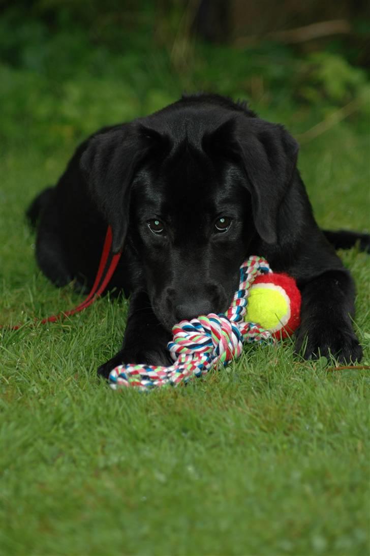 Labrador retriever Molly - Jeg er så træt efter en lang gå tur, ligger lige og dovner i bladene.... billede 1