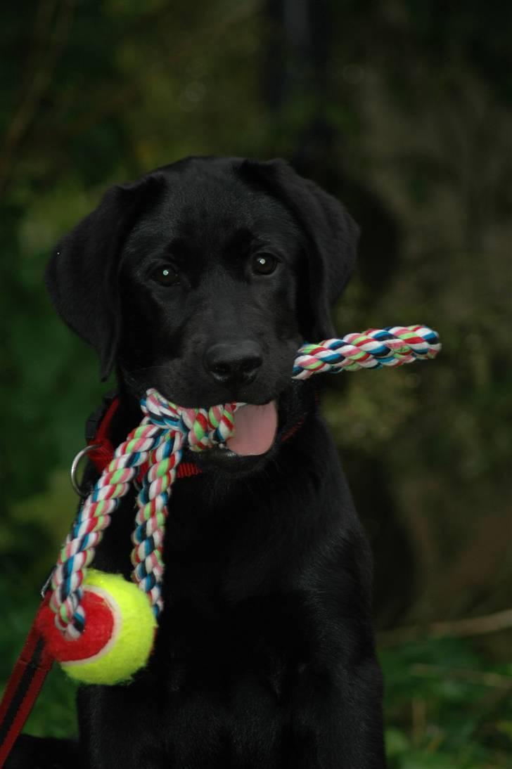 Labrador retriever Molly - Hov, hvad er det der sker billede 2