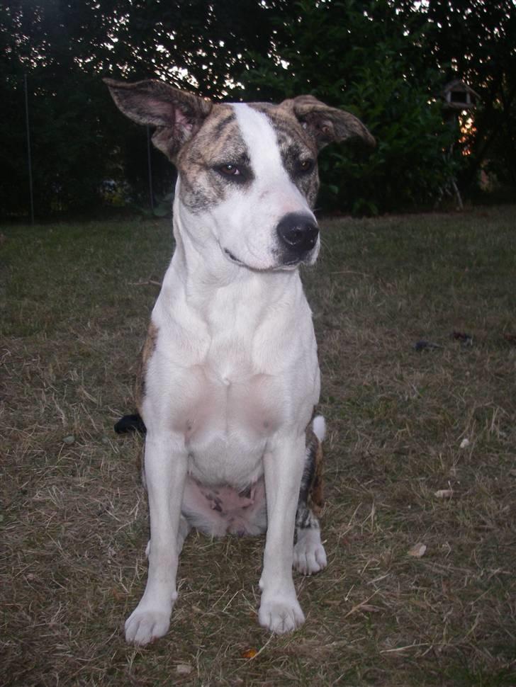 Blanding af racer amstaff/mutte Mille* - 5/7-08 billede 3