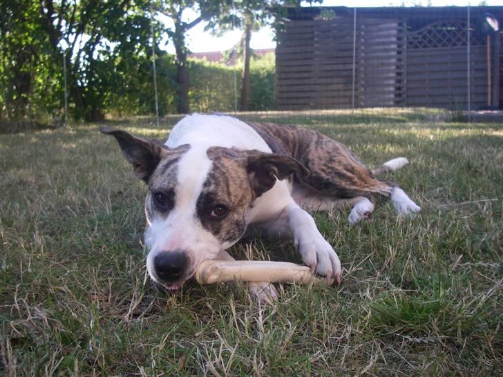 Blanding af racer amstaff/mutte Mille* - 5/708 billede 4