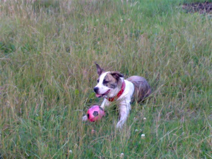 Blanding af racer amstaff/mutte Mille* - 15 mdr. billede 5