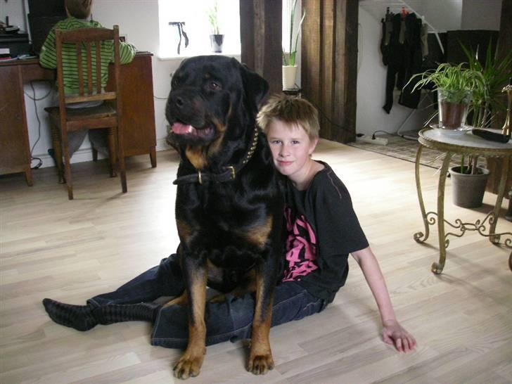 Rottweiler BOSCO billede 8