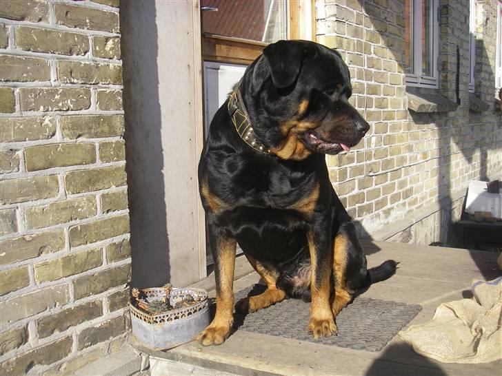 Rottweiler BOSCO billede 9
