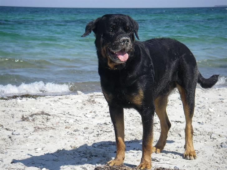 Rottweiler BOSCO billede 10