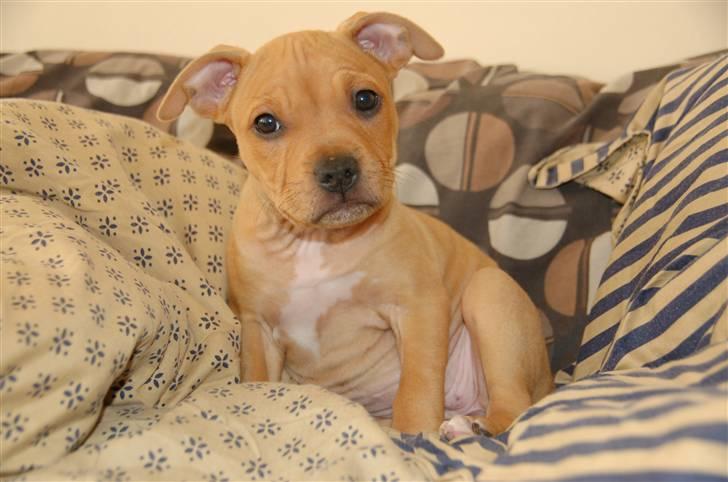 Amerikansk staffordshire terrier Frigg billede 1