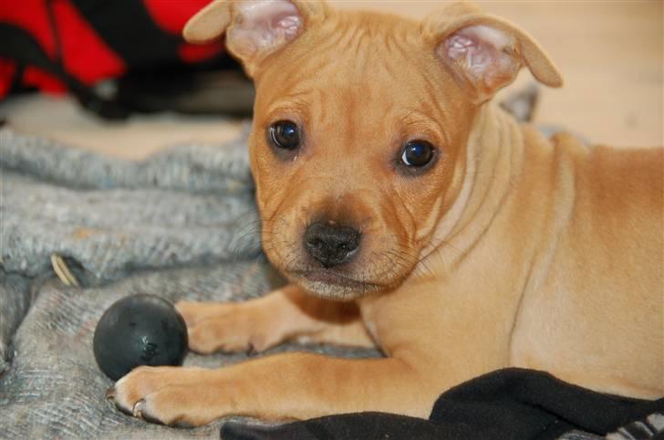 Amerikansk staffordshire terrier Frigg billede 2