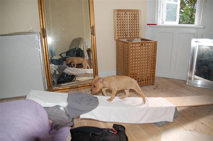 Amerikansk staffordshire terrier Frigg billede 3