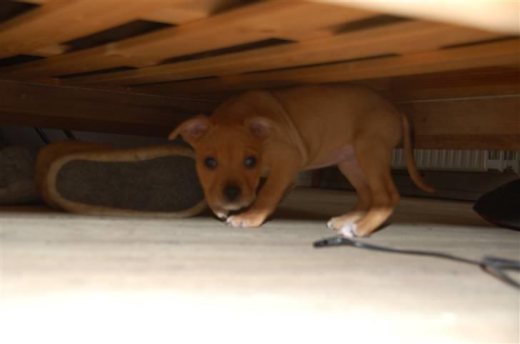 Amerikansk staffordshire terrier Frigg billede 4