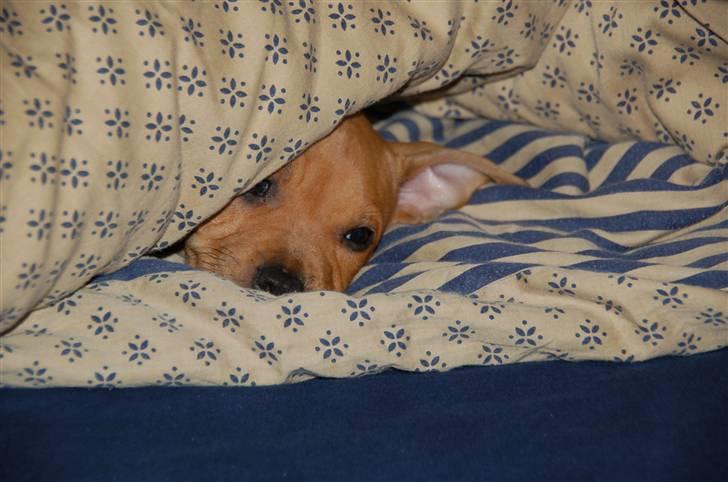 Amerikansk staffordshire terrier Frigg billede 5