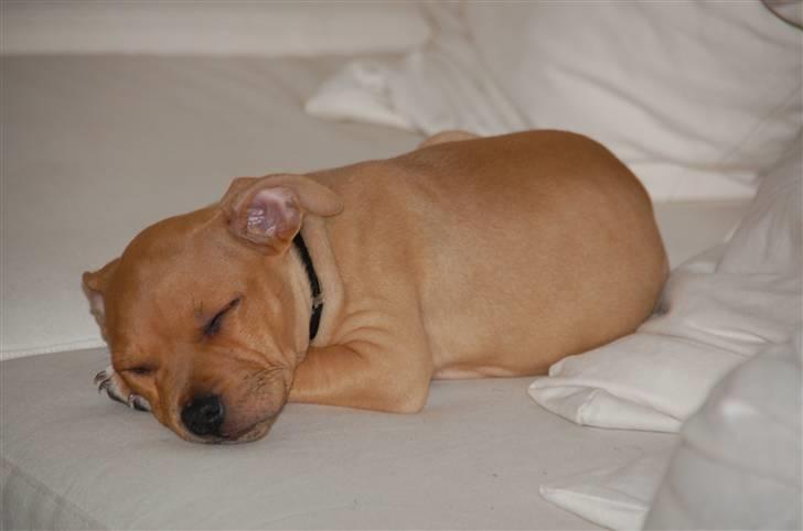 Amerikansk staffordshire terrier Frigg billede 6