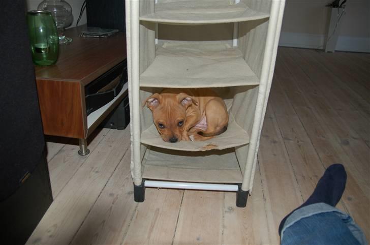 Amerikansk staffordshire terrier Frigg billede 7