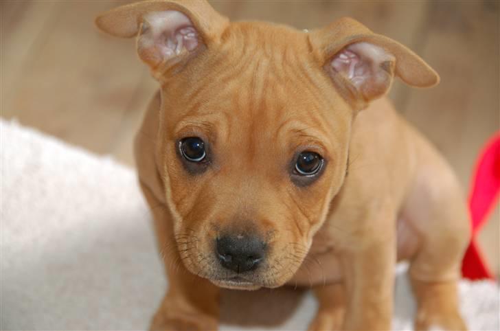 Amerikansk staffordshire terrier Frigg billede 8