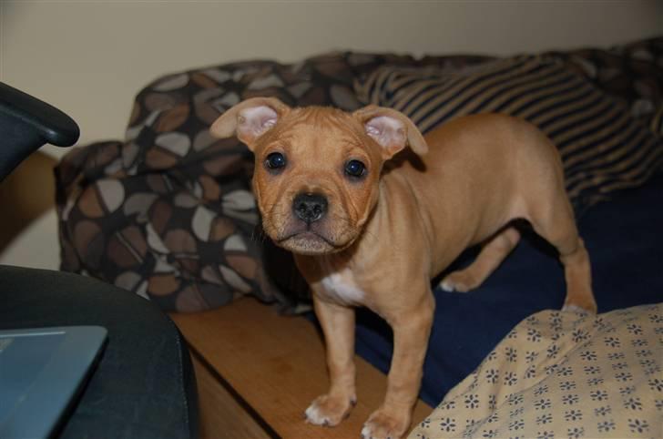 Amerikansk staffordshire terrier Frigg billede 9