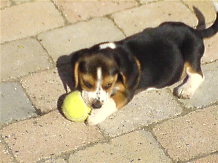 Beagle Bobby - Bobby med bold :b <33 billede 7