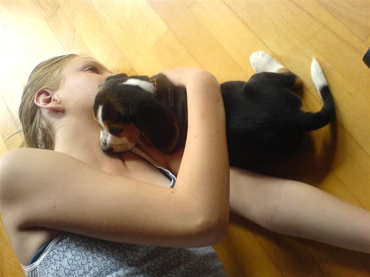 Beagle Bobby - Bobby faldt i søvn i armene på miig <33 billede 9
