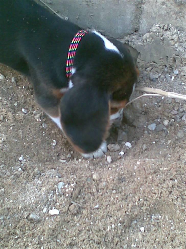 Beagle Bobby - Og der graves billede 10