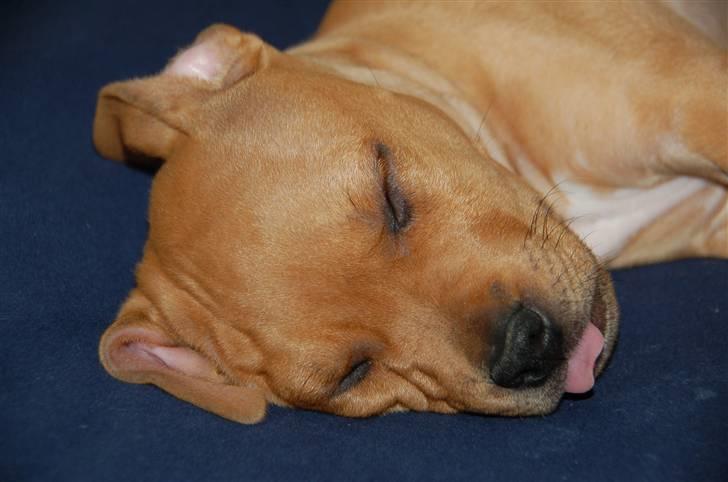 Amerikansk staffordshire terrier Frigg billede 10