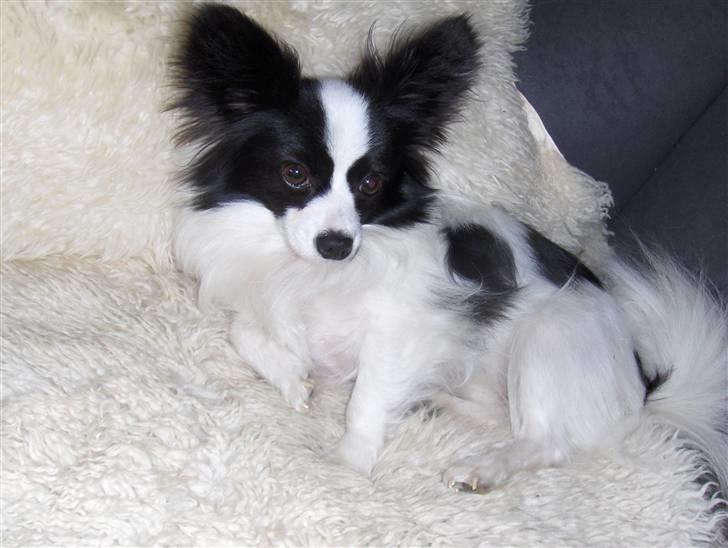 Papillon Alexander billede 13