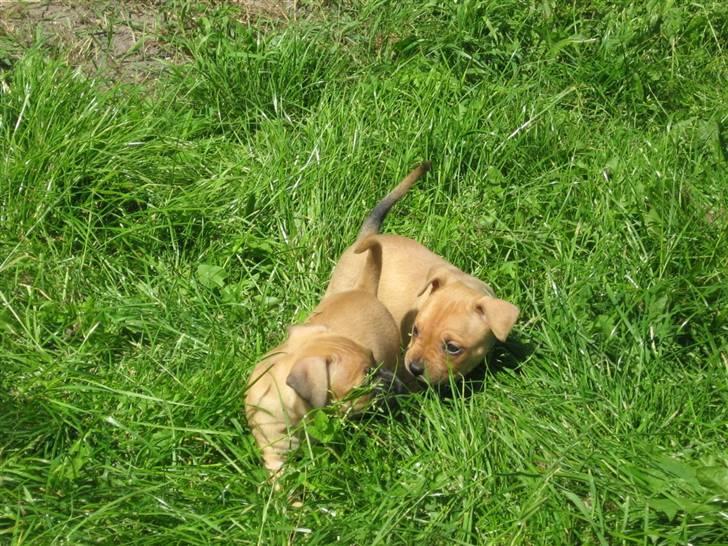 Amerikansk staffordshire terrier Frigg billede 11