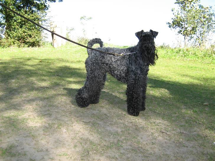 Kerry blue terrier Honour Bright Autum Leave billede 1