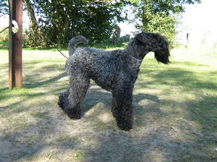 Kerry blue terrier Honour Bright Autum Leave billede 2