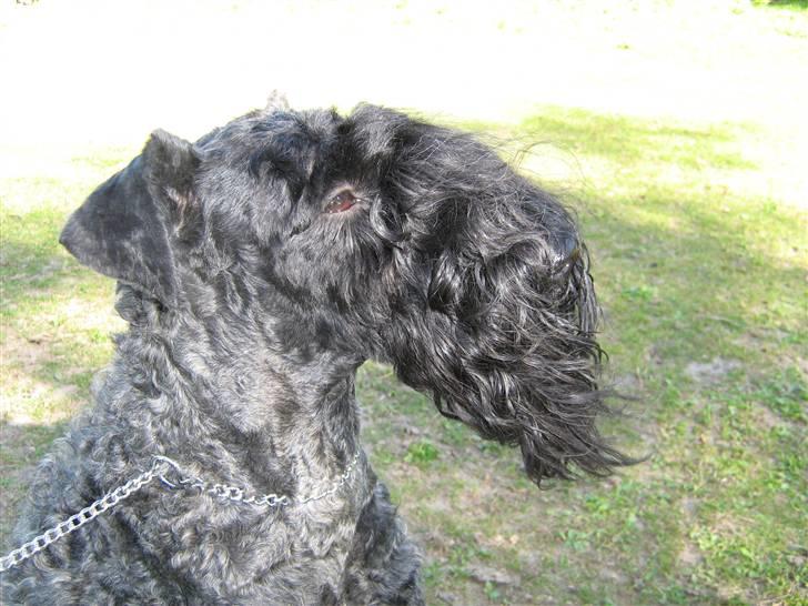 Kerry blue terrier Honour Bright Autum Leave billede 3