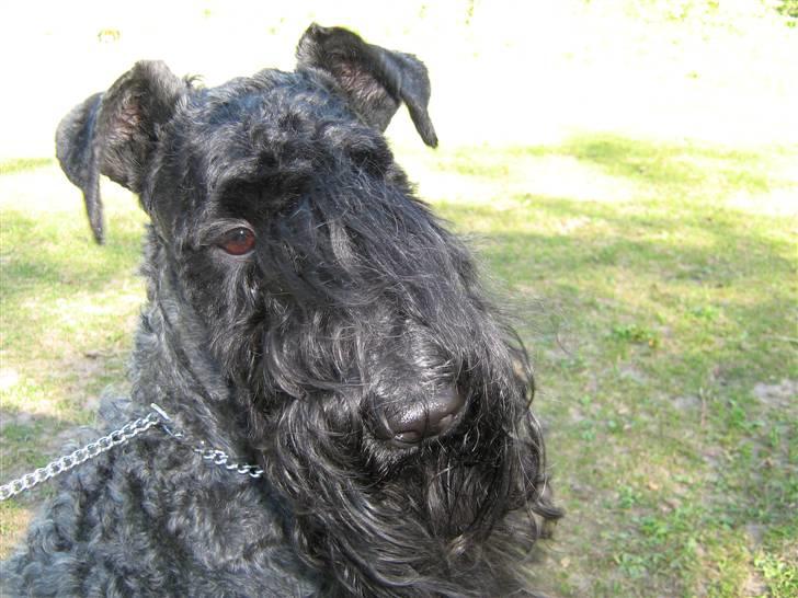 Kerry blue terrier Honour Bright Autum Leave billede 4